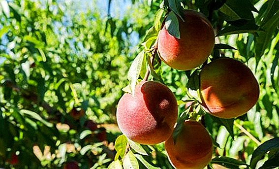 Cara nungkulan kasakit peach