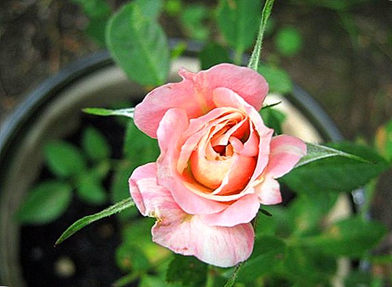 گلابوں پر پاؤڈر نوشی سے کیسے نمٹنے کے لئے