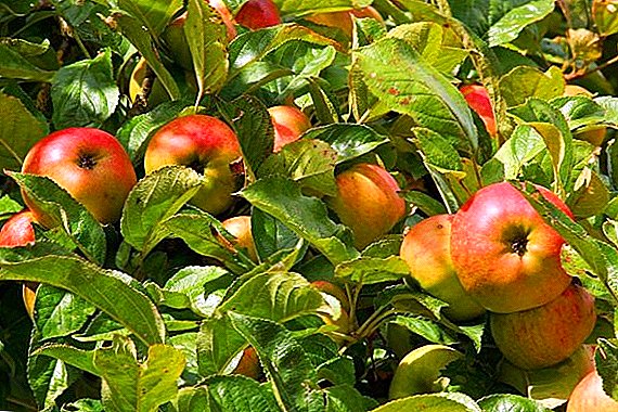 Cara nungkulan budug dina apel