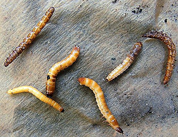 Cara nangani wireworm: tegese perjuangan lan obatan