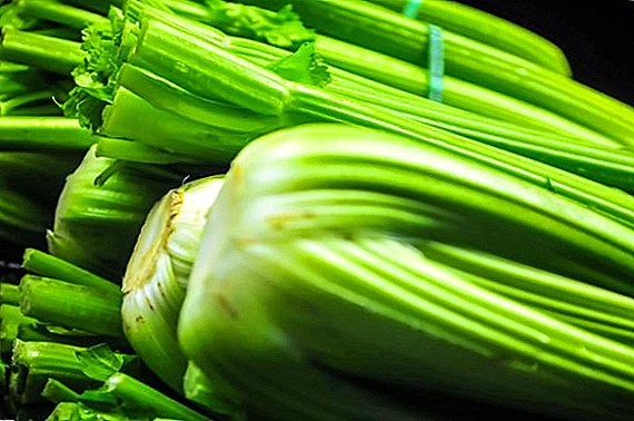 Carane menehi hasil karo omo lan penyakit celery