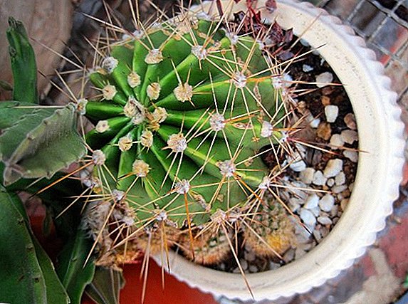 Yadda za a magance pest cactus