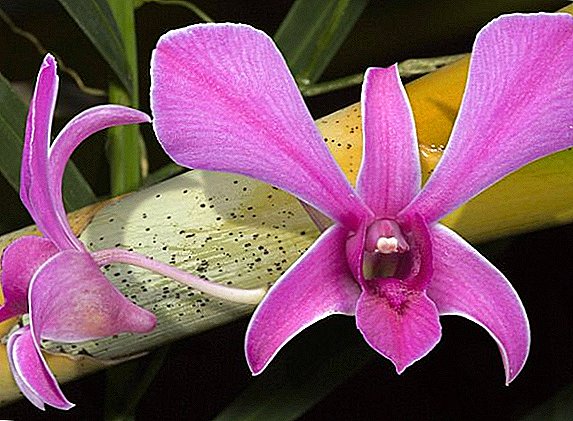 Nola landu orkideak izurriteak