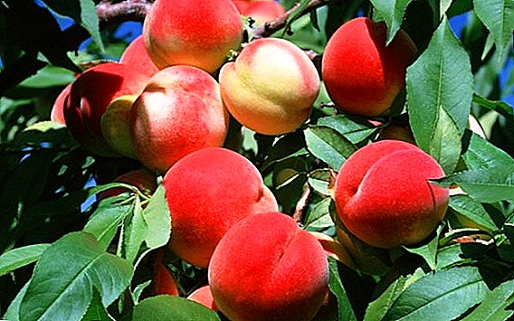 Cara nungkulan hama peach