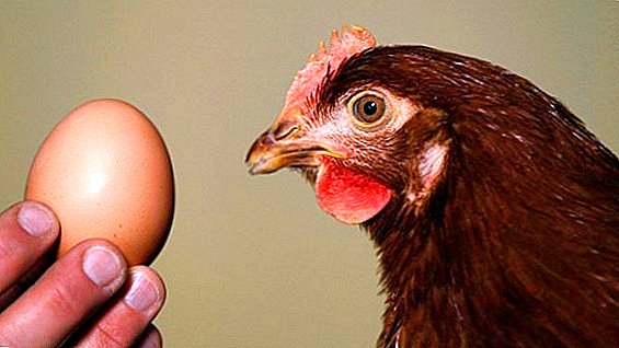 Koliko često se kokoši žure, koliko jaja može nositi piletina