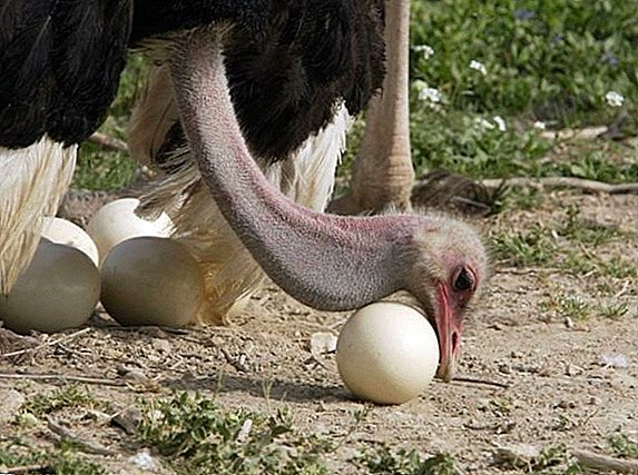 Kumaha sering ostriches iklas endog