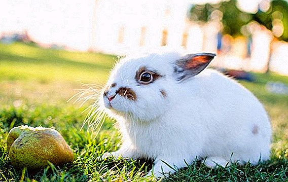 ວິທີການໃຫ້ pear ສົດແລະຕາກແຫ້ງ rabbit