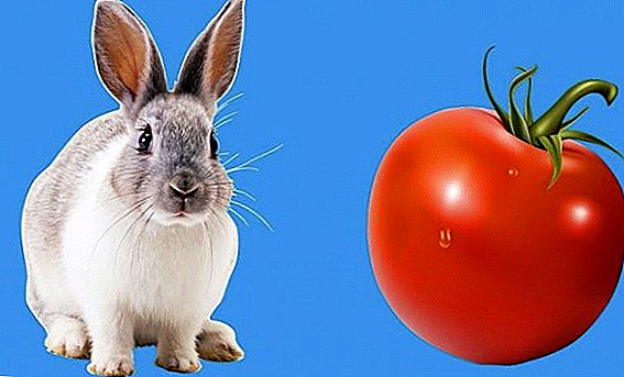 Esi enye tomato na rabbits