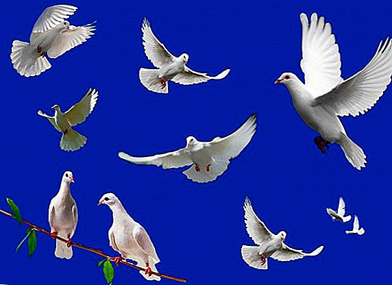 របៀបផ្តល់ឱ្យ pigeons "Rodotium"