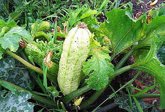 Paano epektibong makitungo sa mga peste at sakit na zucchini