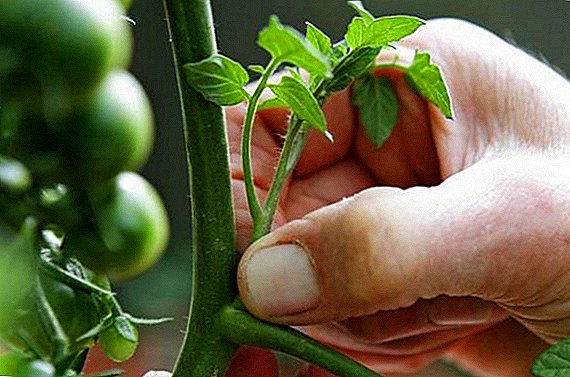 چگونه می توان بوته های گوجه فرنگی را در زمین آزاد باز کرد