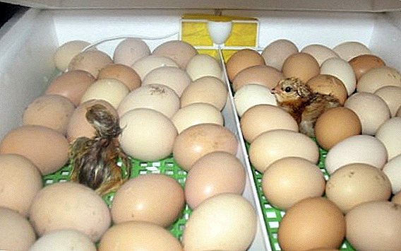 Hvernig, hvar og hversu mikið hatching egg geta verið geymd.