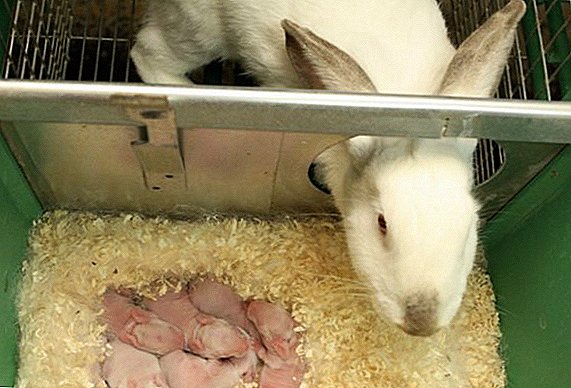 چگونه و چه خوراک یک خرگوش پرستار بعد از یک دقیقه