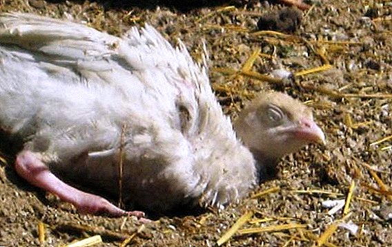 How and what to treat coccidiosis turkey poults