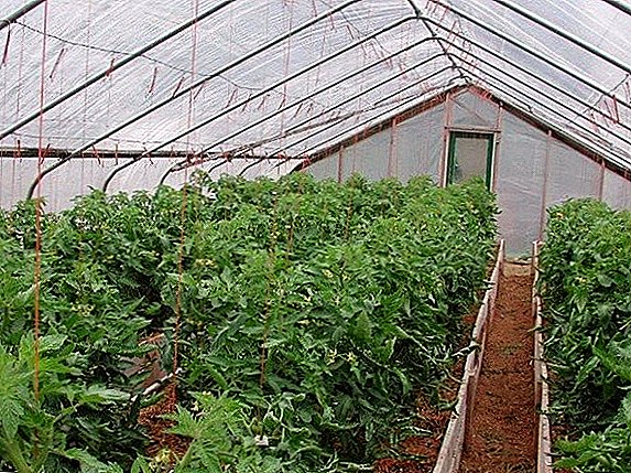 چگونه و چرا سبزیجات گوجه فرنگی را در یک گلخانه ای پلی کربنات بست