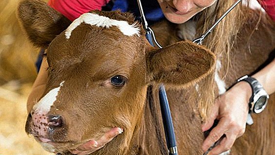 Kako koristiti Lactobifadol za krave i telad