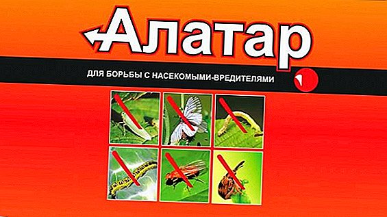 Wéi benotzt de Medikament "Alatar" am Gaart: Instruktioune fir den Gebrauch vun engem Insektizid