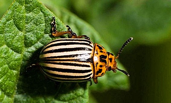 Si të shpëtoheni nga beetle patate Kolorado me mustardë dhe uthull