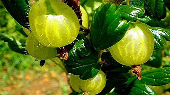 Како да се ослободите од прашкаст мувла на цариградско грозде, отстранете бели дамки од растението
