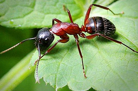 Kako se riješiti mrava u vrtu i vrtu narodnih lijekova