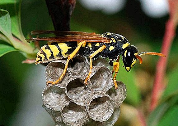 কিভাবে গ্রীষ্ম কুটির উপর wasps পরিত্রাণ পেতে