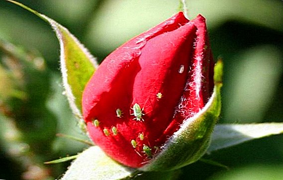 Quam ad tollendum aphids super roseos flores incedam, in horto, in via optimum description de proelio