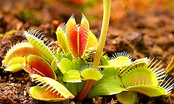 چگونه خوراک ونوس flytrap در خانه تغذیه می شود؟