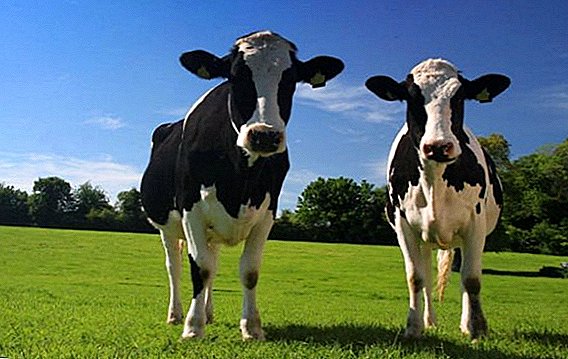 Kako liječiti acidozu kod krava