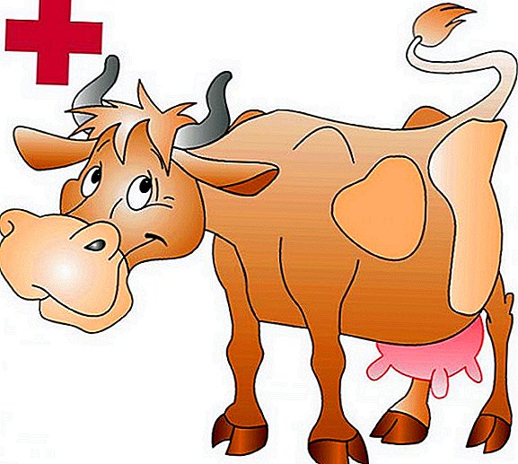 Como tratar a mastite nunha vaca: causas, tratamento, prevención