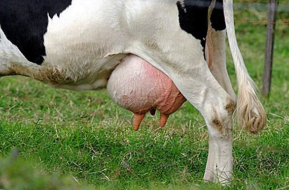 چگونگی درمان سنگهای شیری در گاوها