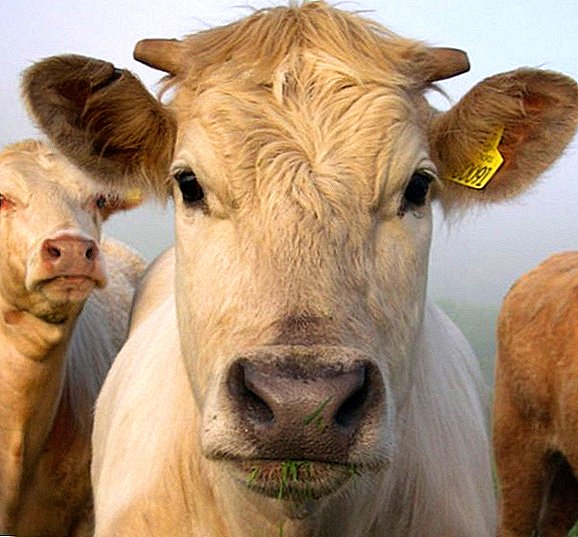 Kako tretirati trihomonijazu kod krava
