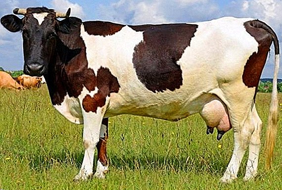 Cara kanggo nambani vaginitis ing cow