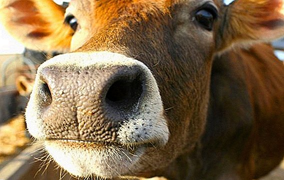 چگونه برای درمان بیماری پا و دهان در گاوها