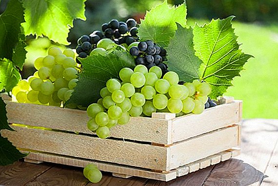Wat is die beste manier om druiwe te red:
