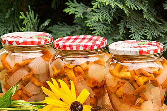 Kumaha pickle chanterelles for teu usum: resep basajan jeung ngeunah sareng poto