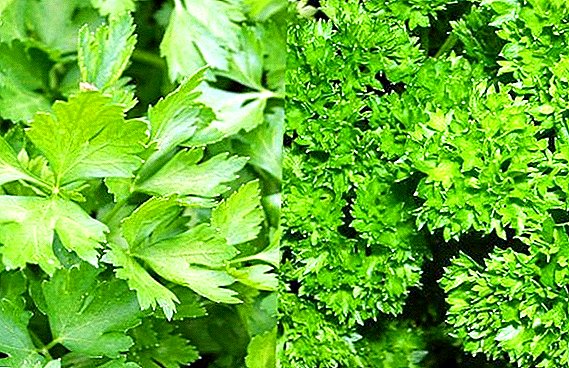 ဘယ်လိုသင် cilantro နဲ့ parsley နှင့်အတိအကျရှာရန်စက်ရုံခွဲခြားနိုင်ပါတယ်