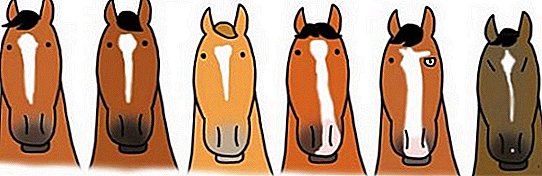 Како да се именува коњ: популарни прекари