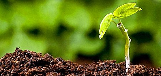 چگونگی تشکیل هوموس، خواص مفید هوموس برای خاک