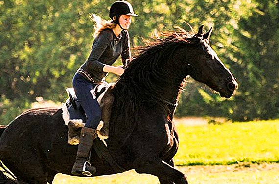 Kako trenirati konja za vožnju
