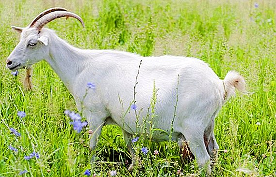 Paano matukoy ang pagbubuntis sa isang kambing sa bahay
