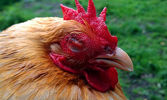 Como determinar a enfermidade da micoplasmosa nas galiñas, como curar, como previr