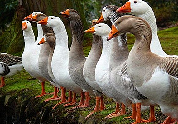 Yadda za a ƙayyade jima'i na geese: Goose ko Goose