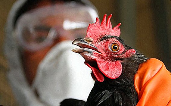 Paano matukoy ang avian flu sa mga chickens