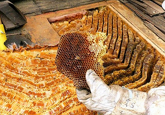 Como distinguir o mel do apicultor das abellas silvestres