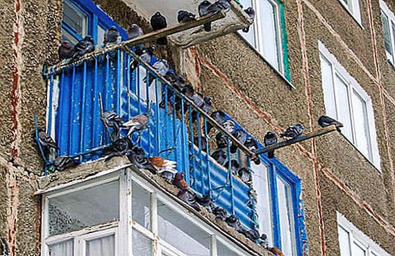 Kako preplašiti golubove sa balkona i drugih važnih mjesta