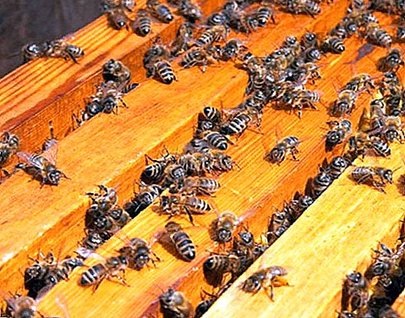 Kumaha nyiapkeun dina lebah keur usum: formasi sayang