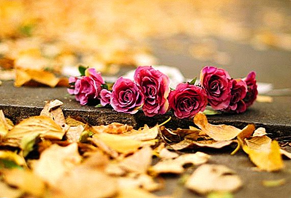 Yuav ua li cas npaj Roses rau lub caij ntuj no: Autumn paj zov