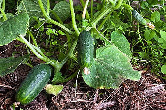 Carane Feed cucumbers sak tetanduran lan fruiting