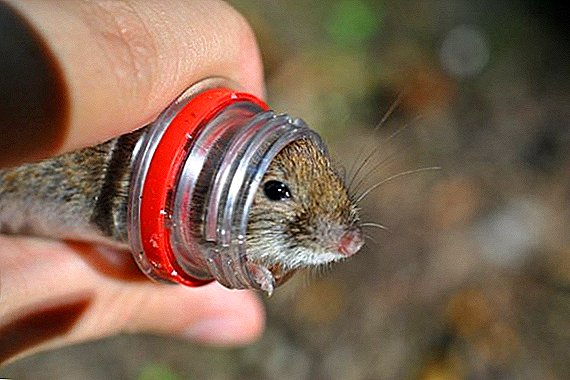 Cara nyekel mouse: jebakan gawat saka botol plastik