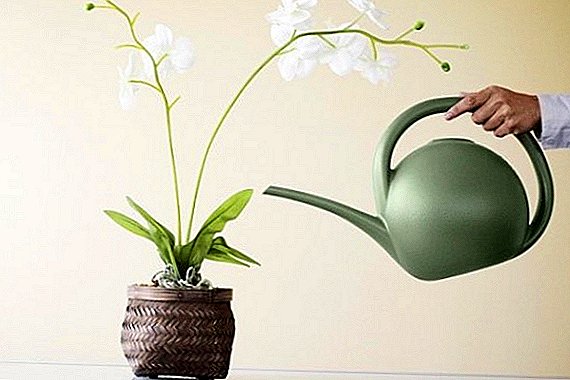 Jinsi ya kunyonya orchid nyumbani